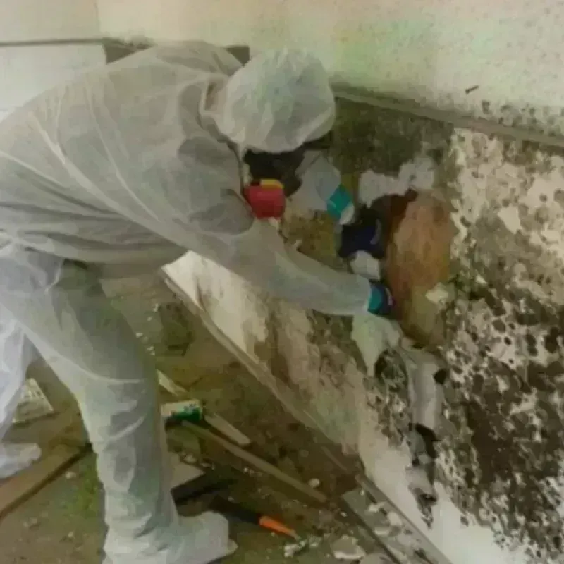 Mold Remediation and Removal in Lufkin, TX